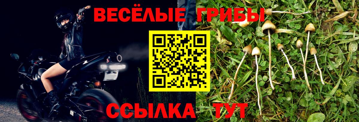 Псилоцибиновые грибы Psilocybine cubensis Моздок